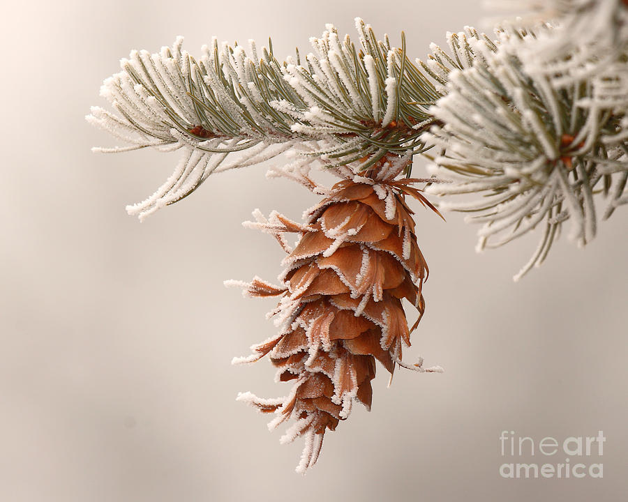 Rime Ice Lightly Clinging To Spruce Cone Photograph by Max Allen