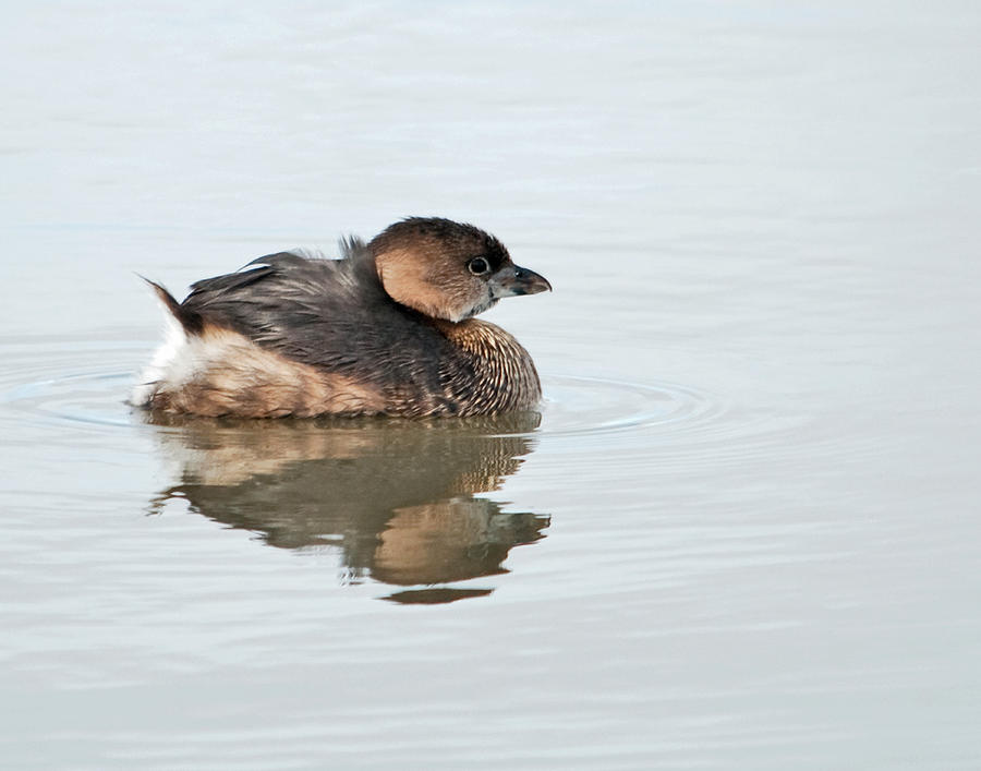 Ring Billed Grebe  Photograph by Eric  Nelson 