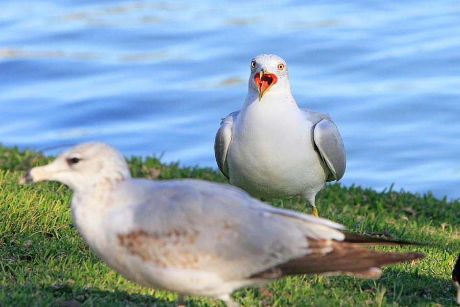 Ring Billed Gull 3 Photograph by Shoal Hollingsworth