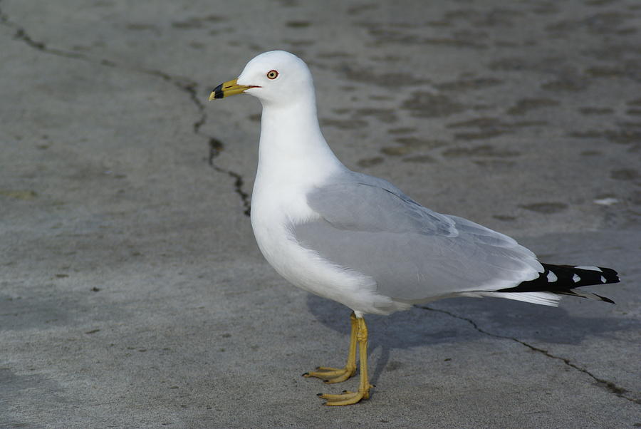 Ring-Billed Gull Photograph by Ben Upham III