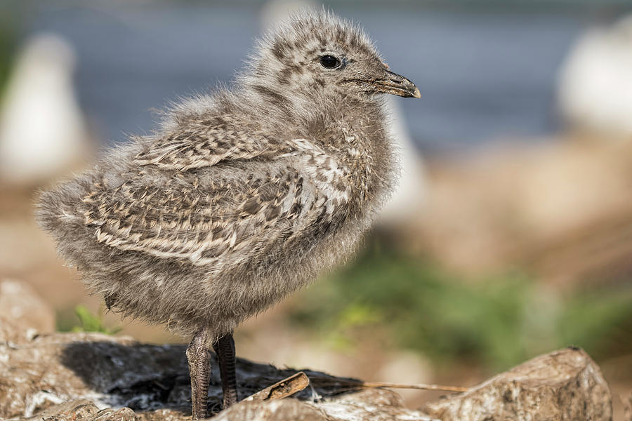 Ring-billed Gull Chick 2016-1 Photograph by Thomas Young