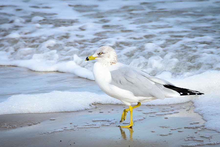 Ring-billed Gull Photograph by Debra Martz
