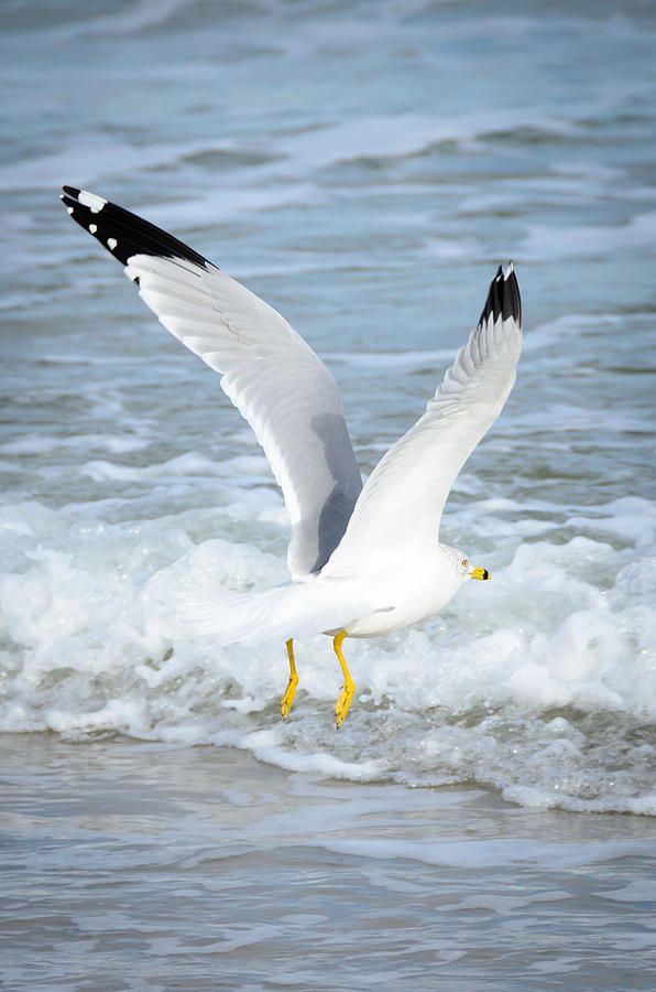Ring-billed Gull Departing Photograph by Debra Martz