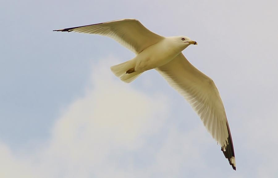 Seagull Photograph - Ring-billed Gull in Flight by Denise Irving