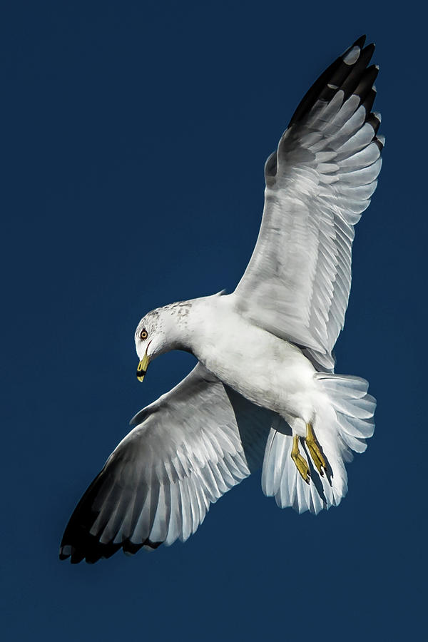 Ring-Billed Gull In Flight Photograph by Don Risi | Fine Art America