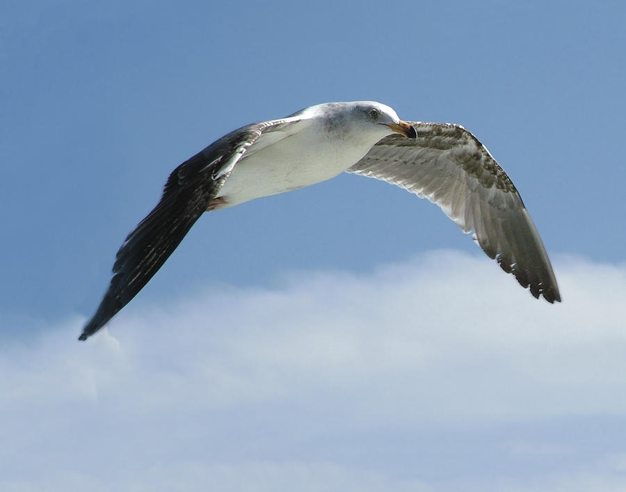 Ring-Billed Gull In Flight Photograph by William Bitman