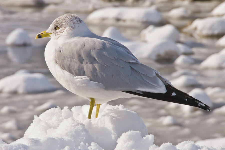 Ring-billed Gull in Snow CU Photograph by Mark Roger Bailey