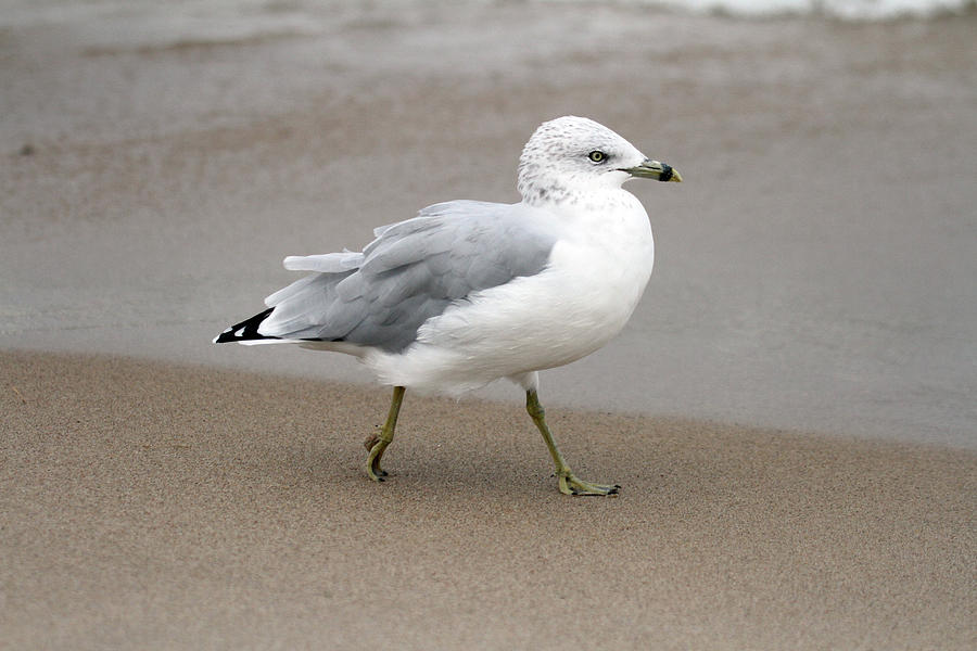 Ring Billed Gull Photograph by Jackson Pearson