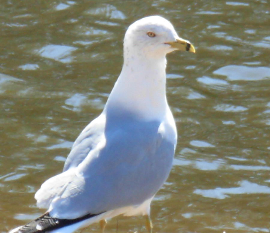 Ring-billed Gull Photograph by Jeanne Juhos