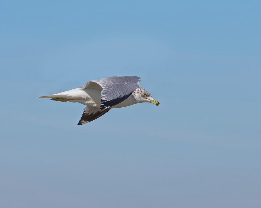 Bird Photograph - Ring Billed Gull by John M Bailey