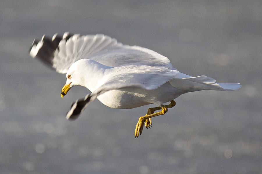 Ring-billed Gull Landing on Receding Lake Ice Photograph by Douglas ...