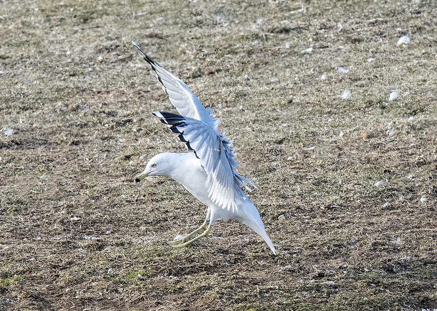 Ring-billed Gull Landing With Wings Up Photograph by William Bitman