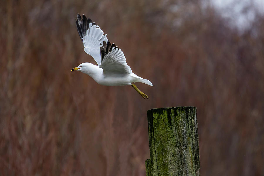 Ring-billed Gull Lift Off Photograph by Gary Hall