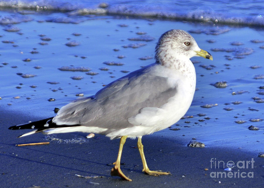 Ring-billed Gull Photograph by Lydia Holly
