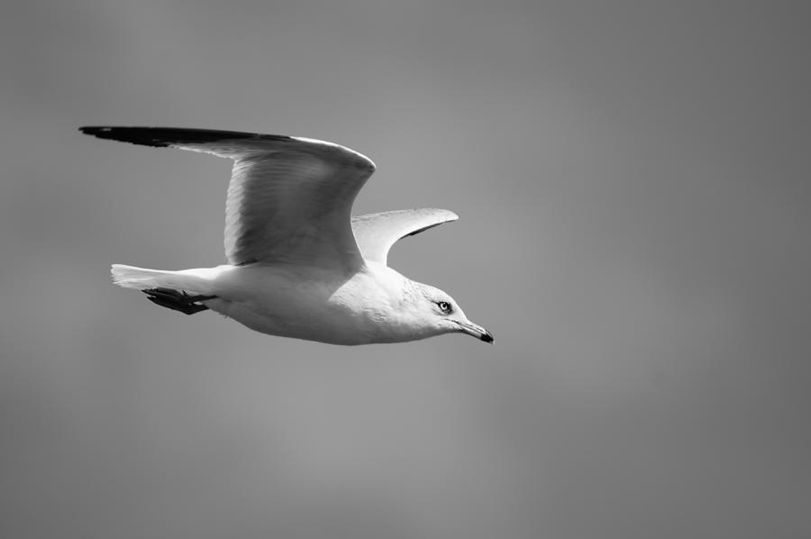 Ring-Billed Gull Photograph by Lynda Dawson-Youngclaus