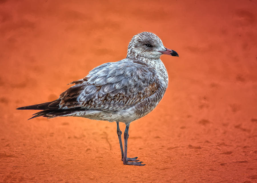 Bird Photograph - Ring Billed Gull on Orange Background by John M Bailey