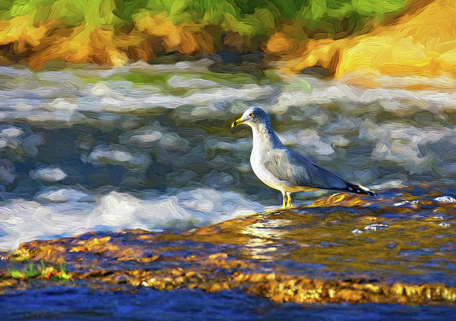 Ring-billed Gull - Paint Photograph by Steve Harrington