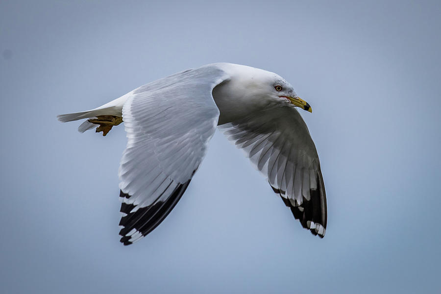 Ring Billed Gull Photograph by Paul Freidlund