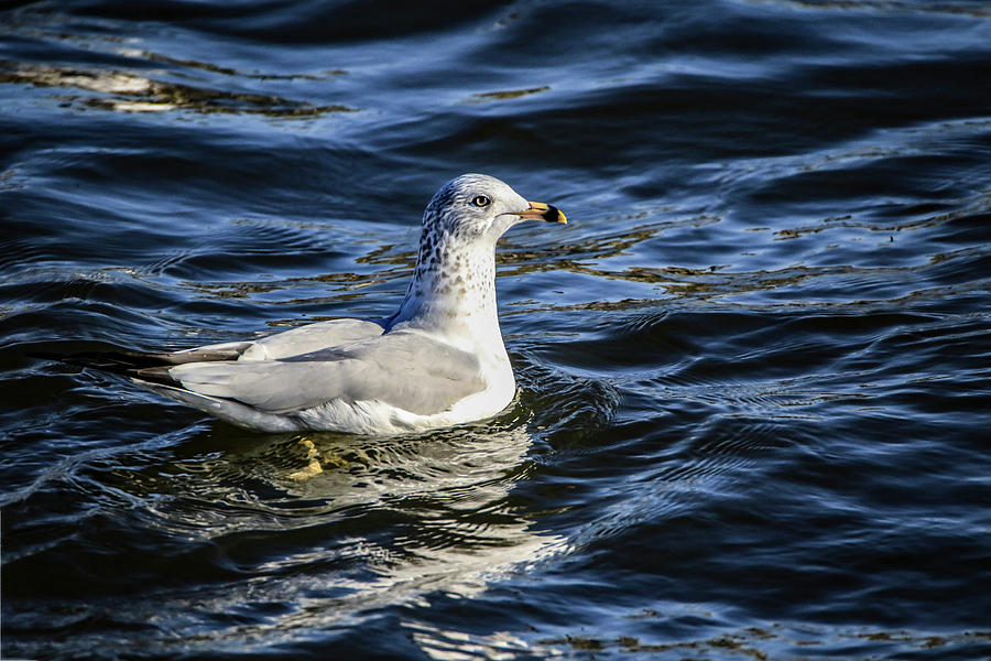 Ring Billed Gull Photograph by Ray Congrove