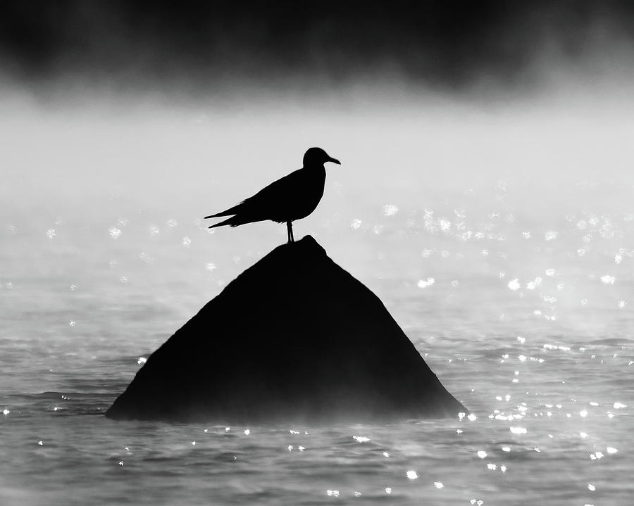 Ring-billed Gull Silhouette Photograph by Ken Stampfer