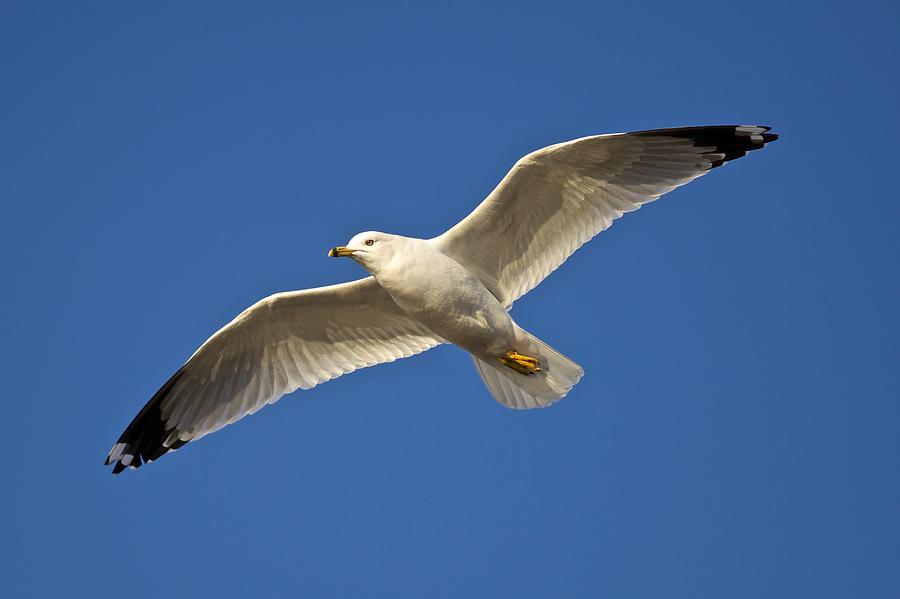 Ring-billed Gull Soaring Photograph by Douglas Lanska - Pixels