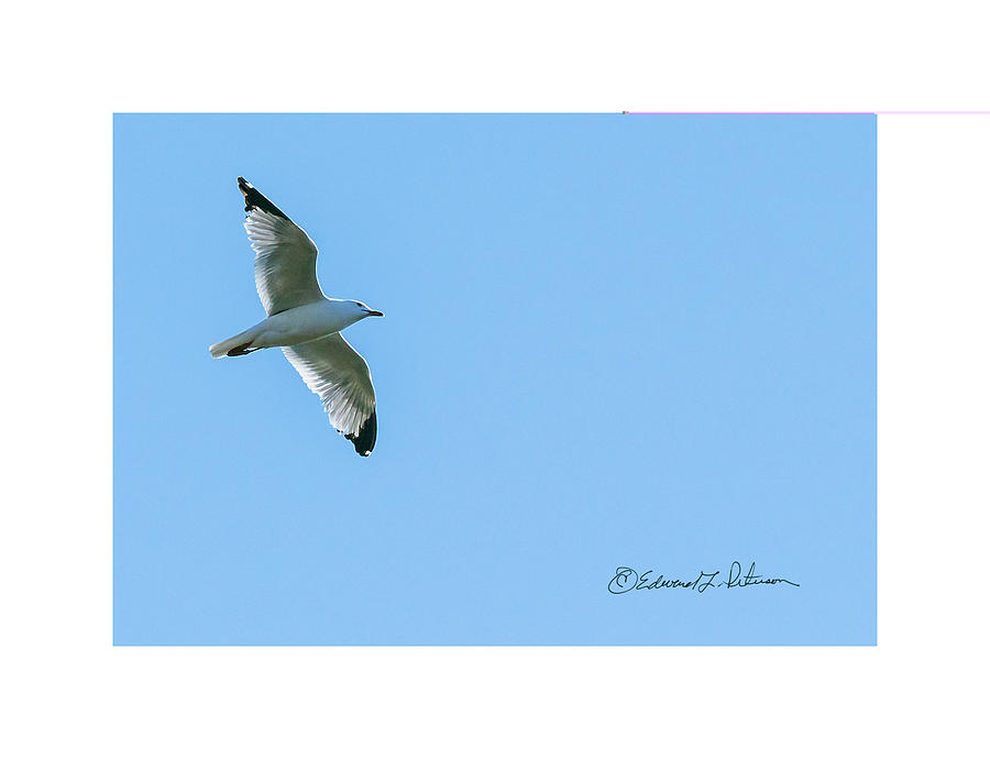 Ring-billed Gull Soaring Photograph by Ed Peterson