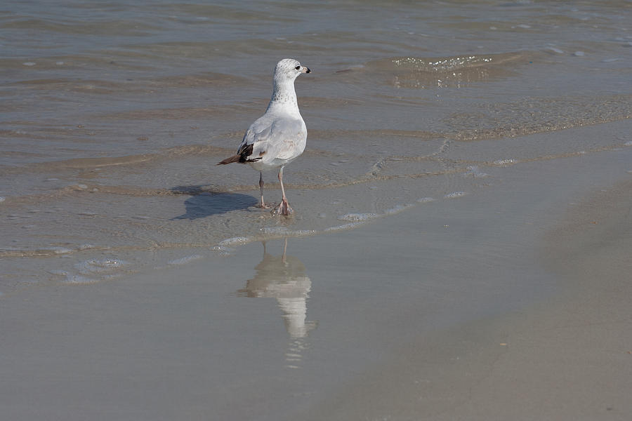 Ring-billed gull solo walk on beach Photograph by Joseph Skalny Ring-billed gull solo walk on beach Photograph by Joseph Skalny