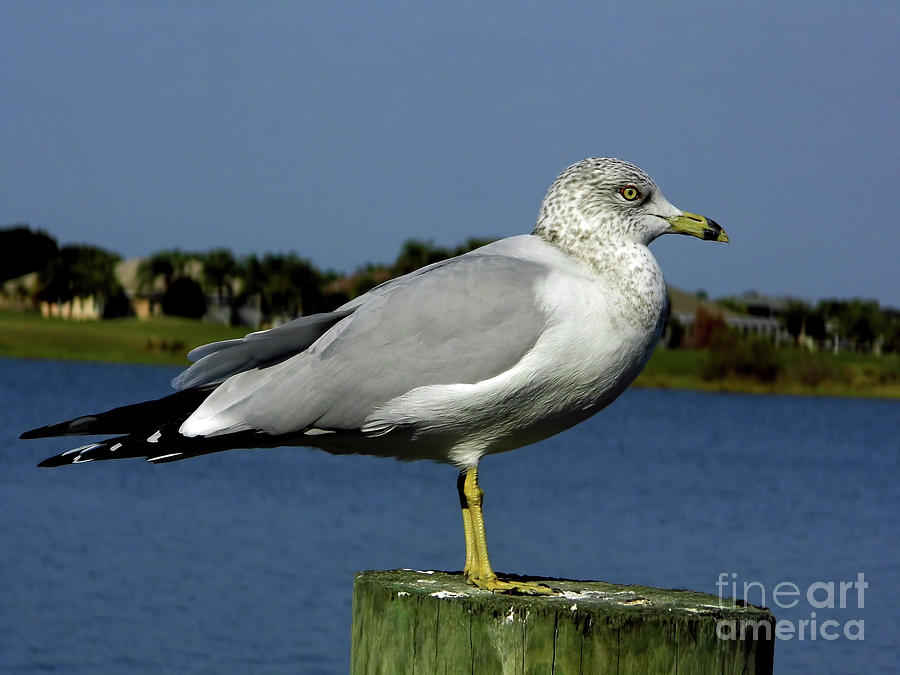 Ring Billed Gull Winter Plumage Photograph by D Hackett