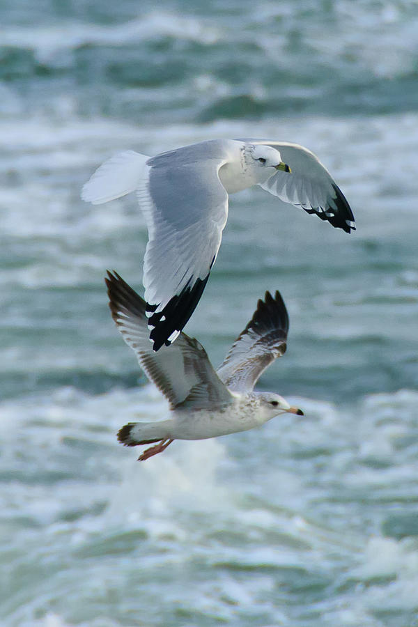 Ring Billed Gulls I - Mature And Juvenile Photograph