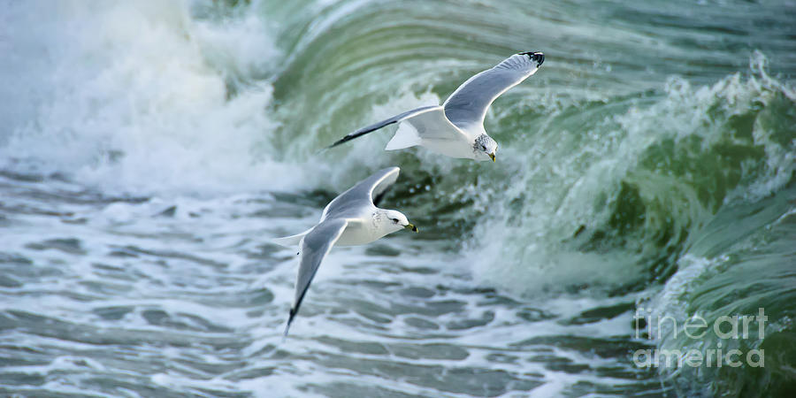 Ring-billed Gulls II Photograph