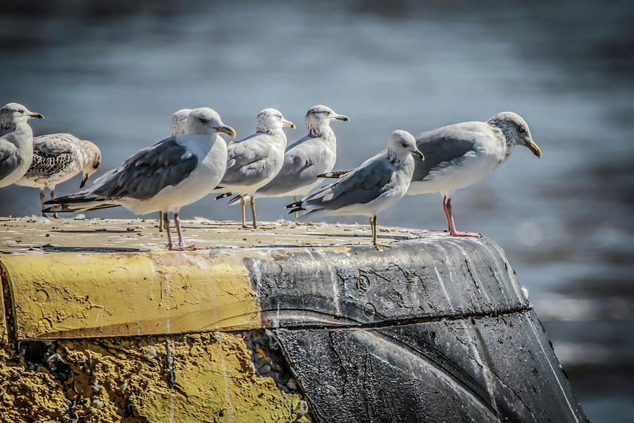 Ring Billed Gulls Photograph by Ray Congrove