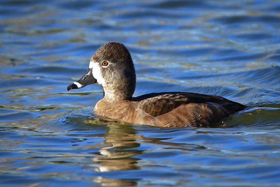 Ring Neck duck - female Photograph by Carl Jackson - Fine Art America