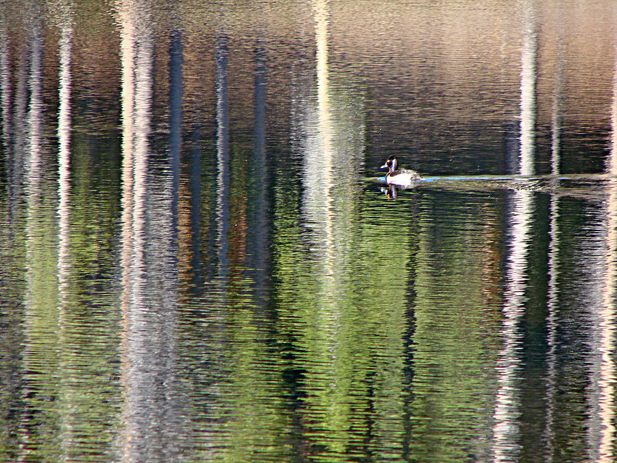 Ring Neck Duck RMNP Photograph by Diana Douglass
