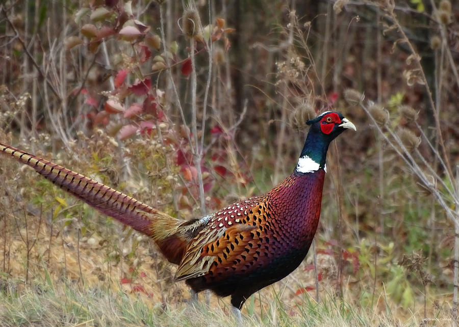 Ring-neck Pheasant Photograph by Dark Whimsy