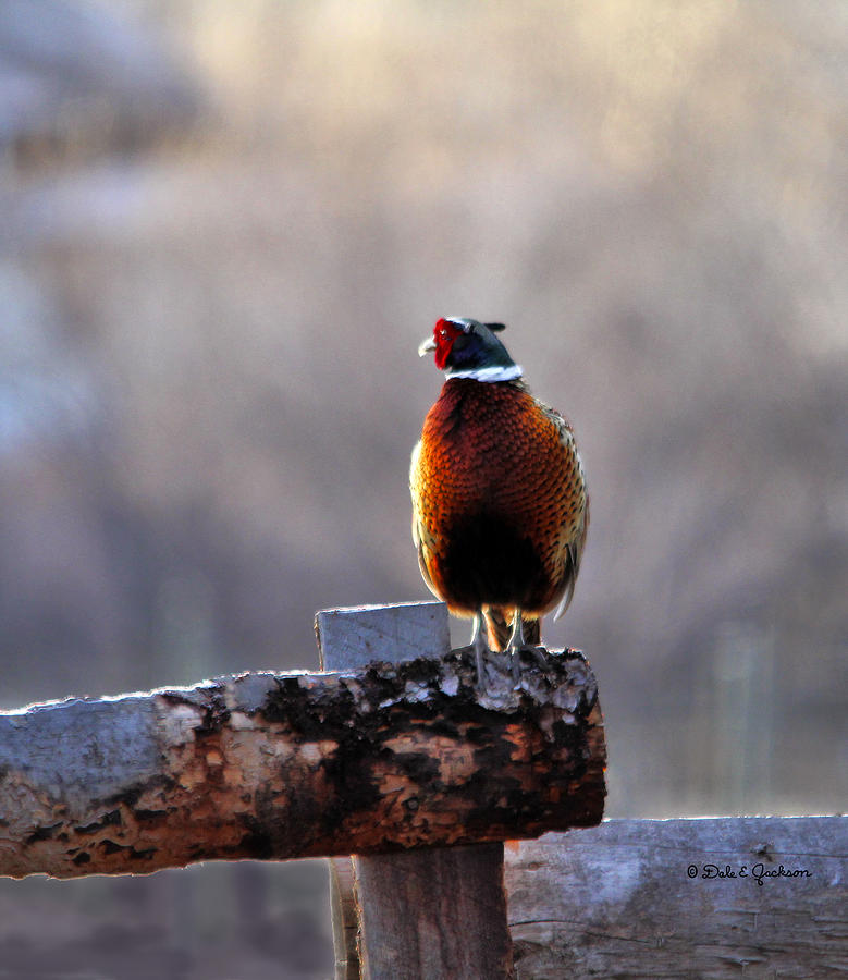 Ring Neck Pheasant Enhanced By Sunlight Photograph