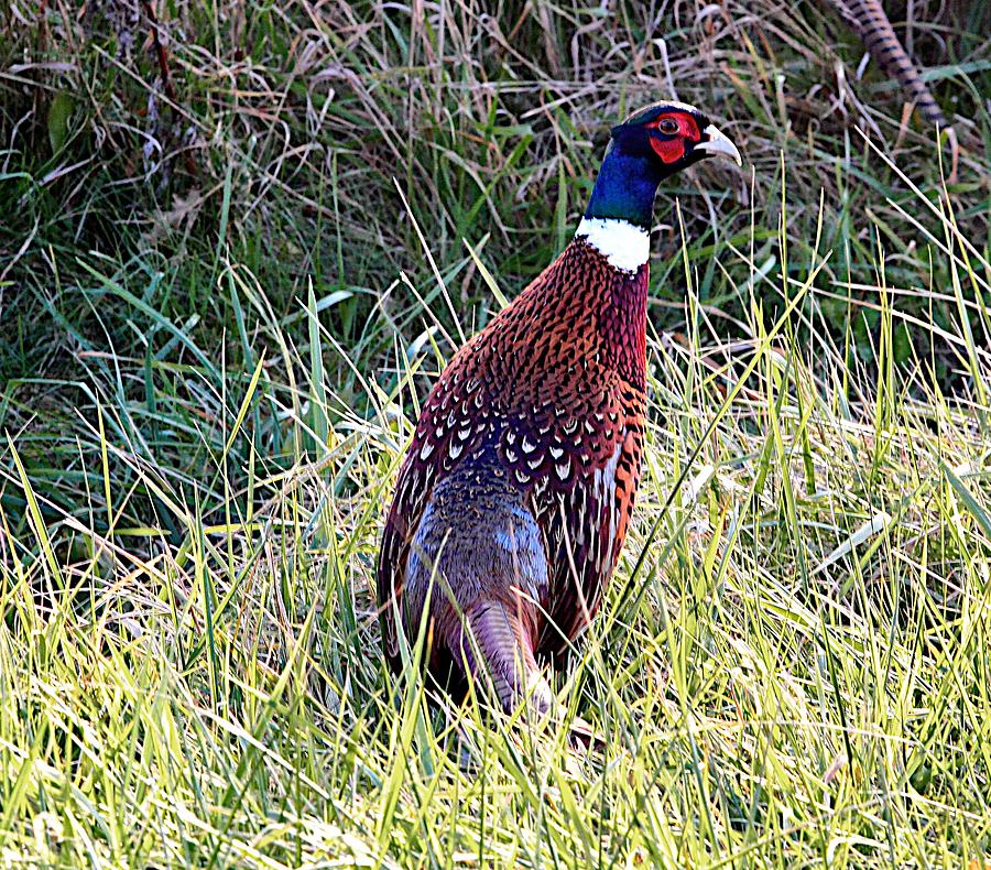 Ring Neck Pheasant Photograph by Robert Pearson