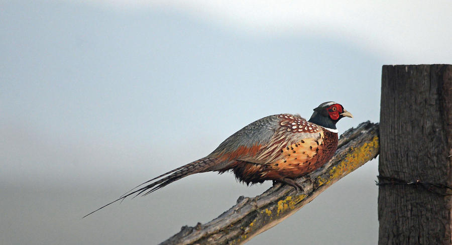 Ring Neck Pheasant Photograph by Whispering Peaks Photography