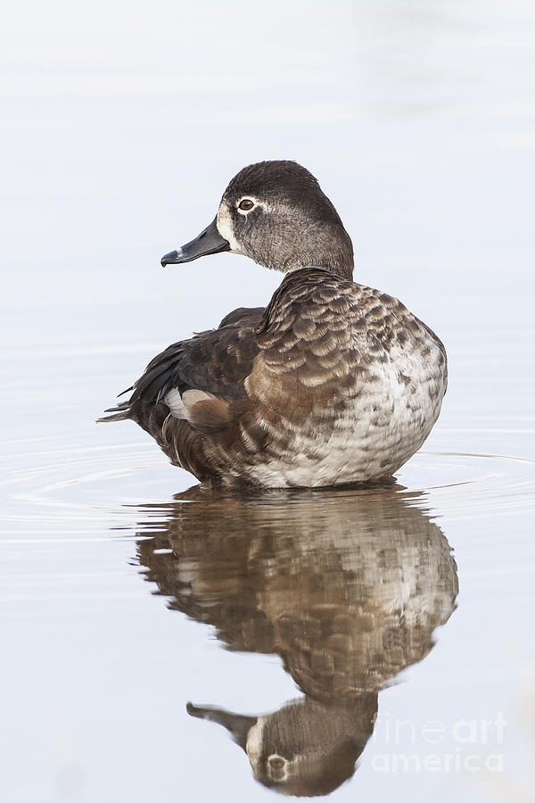 Ring-neck Female Duck  on water Photograph by Ruth Jolly