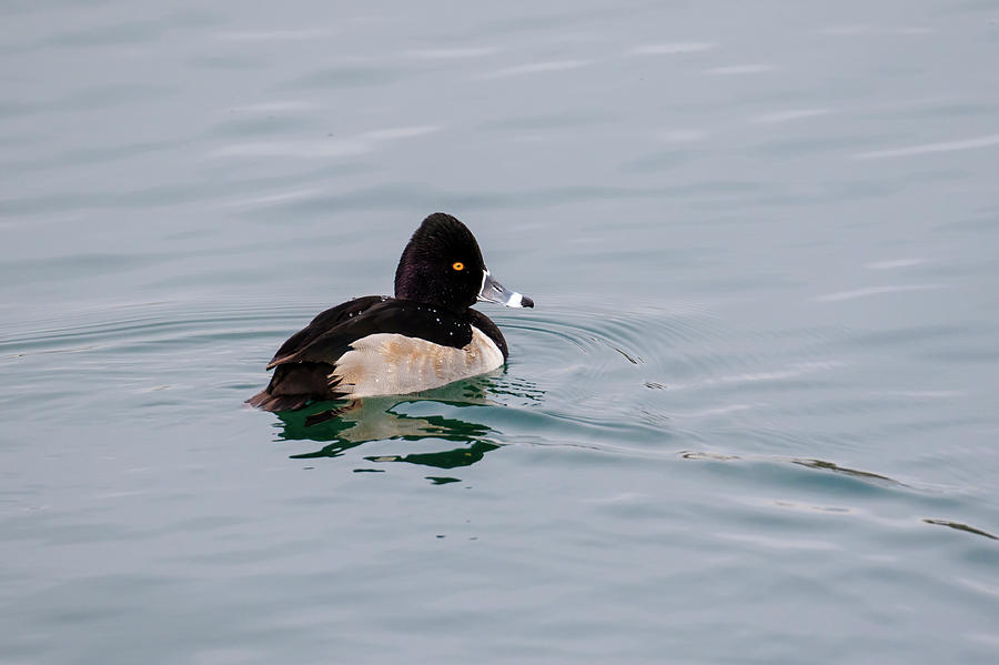 Ring Necked Duck 2 Photograph by Gary Hall