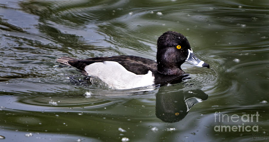 Ring-necked Duck Photograph by David Millenheft