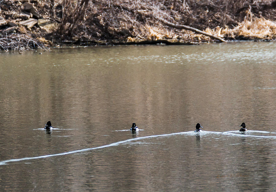 Ring-necked Duck Formation Photograph by Ed Peterson