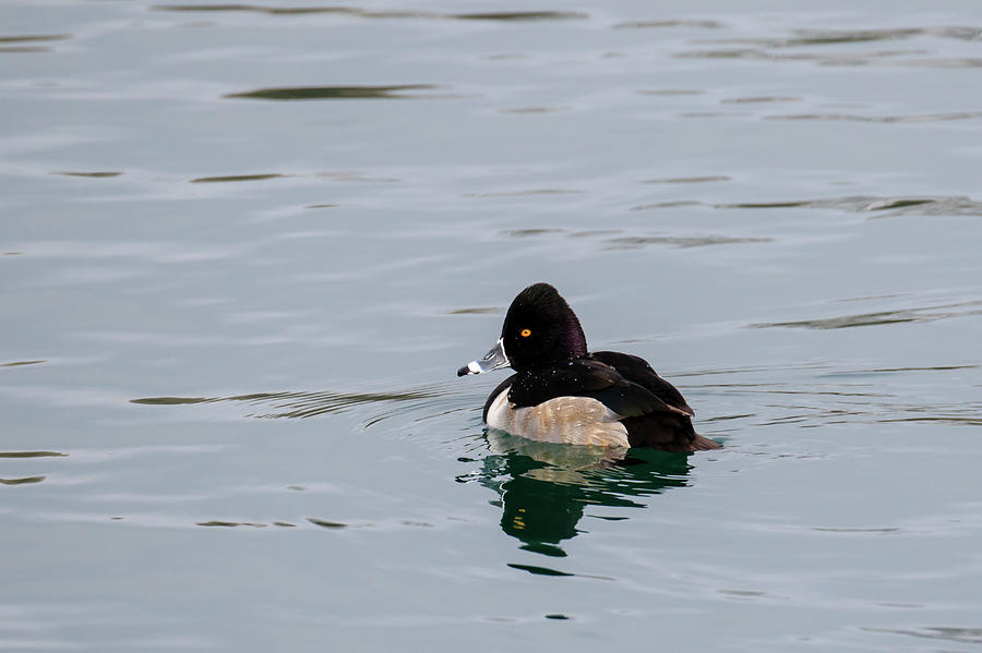 Ring Necked Duck Photograph by Gary Hall