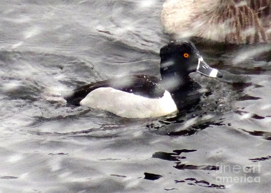 Ring Necked Duck in Snow Photograph by Christopher Plummer