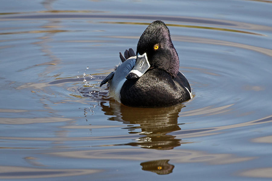 Ring Necked Duck Photograph by Inge Riis McDonald