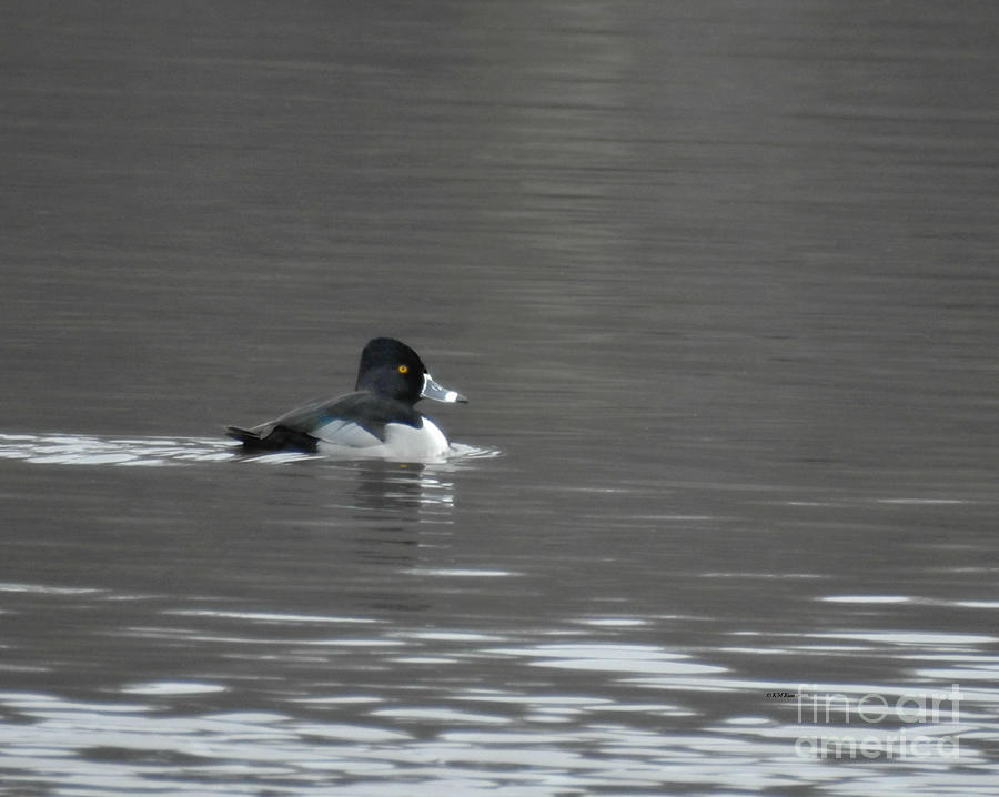 Ring-necked Duck Photograph by Kathy M Krause