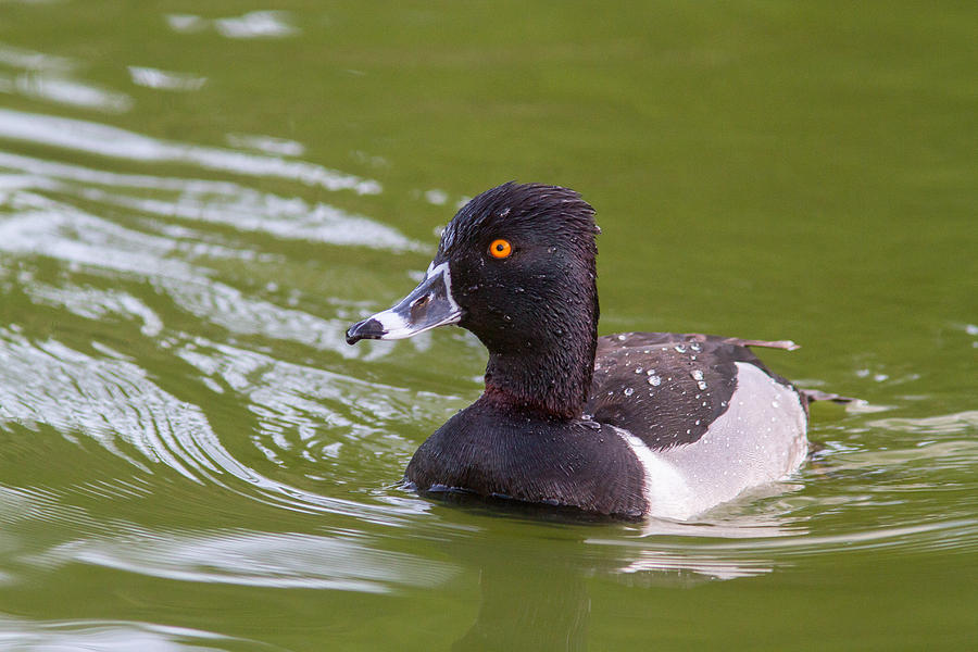 Nature Photograph - Ring-necked Duck by Nickolas Thurston