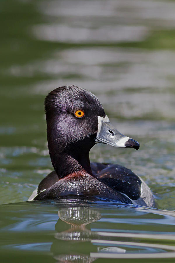 Ring-necked Duck Portrait Photograph by Mark Miller