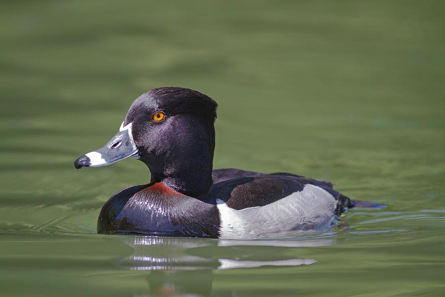 Ring-necked Duck Profile Photograph by Mark Miller