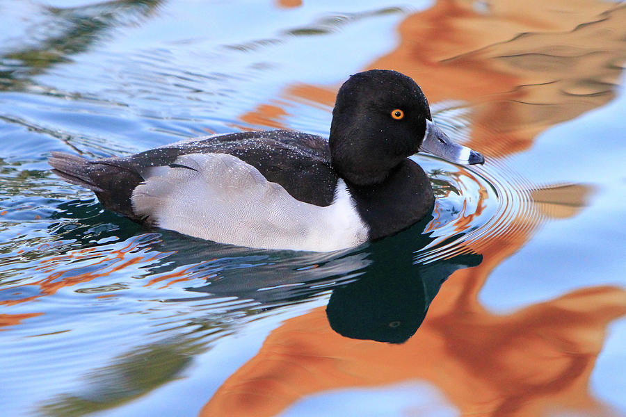 Ring-Necked Duck Photograph by Shoal Hollingsworth