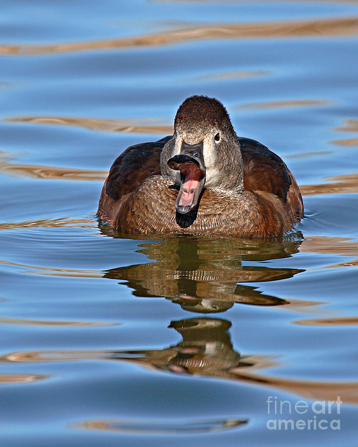 Ring-necked Duck Spring Call Photograph by Max Allen
